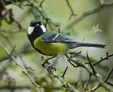 Great Tit 9P52D-120